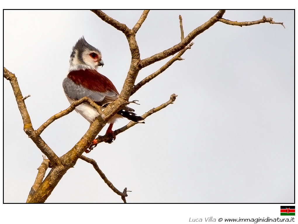 Falco pigmeo africano - Polihierax semitorquatus